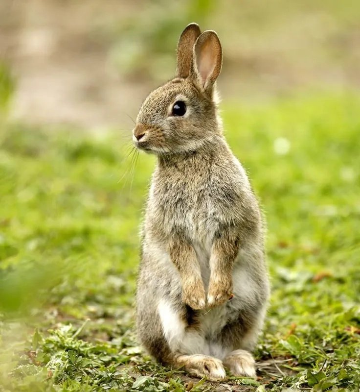 BardCumberland's tweet photo. #WordoftheDay - borran
'rabbit warren' in Cumbrian dialects
rabbits can dig so deep into the ground, so as to reach The Otherworld, carrying messages from the human realm to the land of the Fae
#RabbitWeek #folklore #Cumbria https://t.co/JDEcqyDpdi