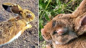 La mixomatosis, enfermedad mortal que afecta a los conejos, está en Chile hace años, y aún así hasta ahora no ha habido voluntad ni urgencia para traer la vacuna que previene el contagio. Esto debe cambiar  <a href="/sagchile/">SAG</a>