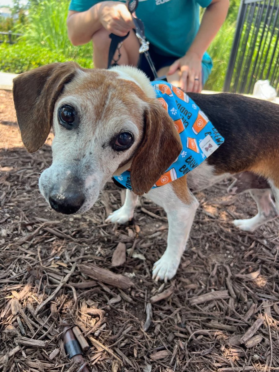 Meet James! He was left for dead on the side of the road with buzzards pecking him. He’s safe now and looking for the loving home he’s always deserved. 14/10 heroic beagle. tribeagles.org <a href="/dog_rates/">WeRateDogs</a>