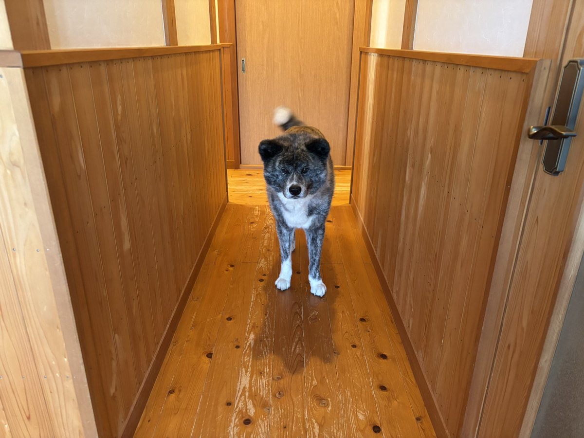 今日も暑かったです🥵熱中症に注意しながら作業を終えて帰宅からの、ゆずちゃんお出迎えです🐶ゆずちゃんの顔に癒されます😋