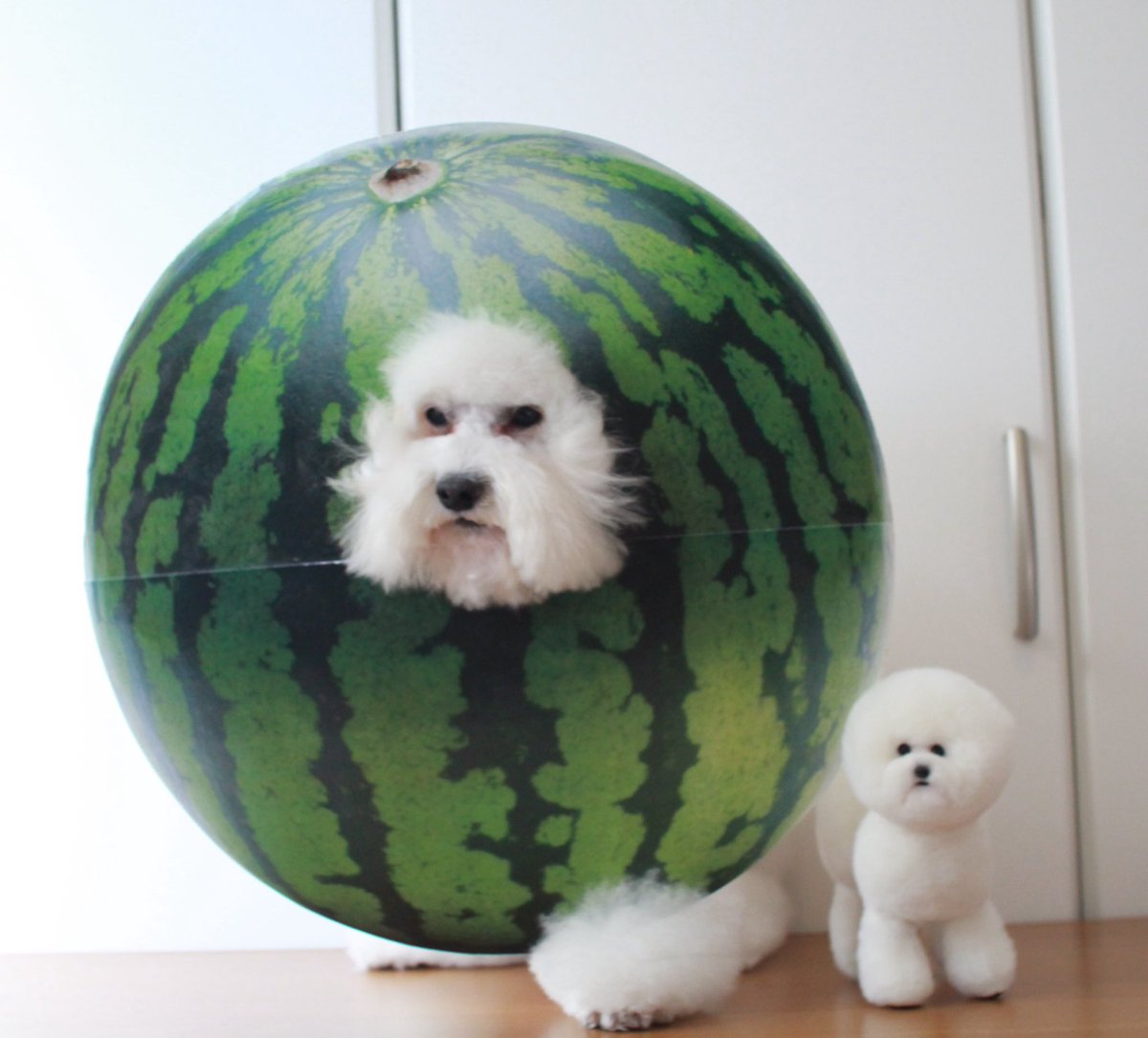 すいか🍉

※紙でできてます