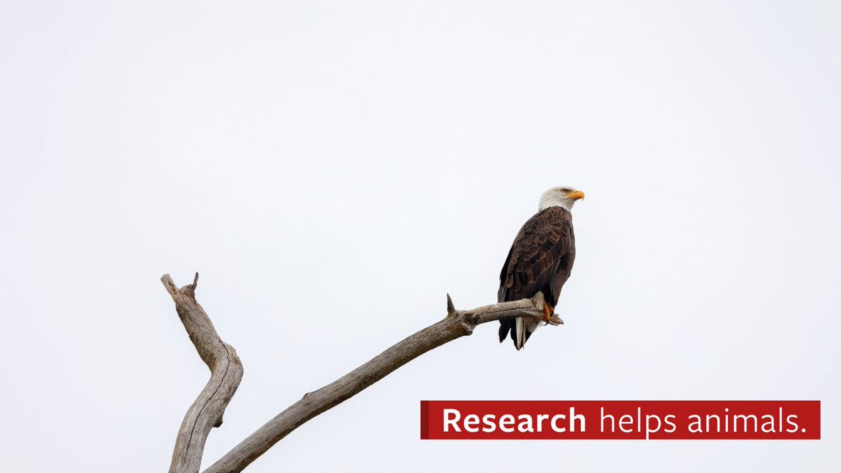 Bald eagles, known to scavenge deer carcasses, are especially vulnerable to lead poisoning from hunters’ ammunition, according to Cornell researchers. As a result, their recovery since the banning of DDT in 1972 has slowed.

Learn how Cornell research is making an impact.