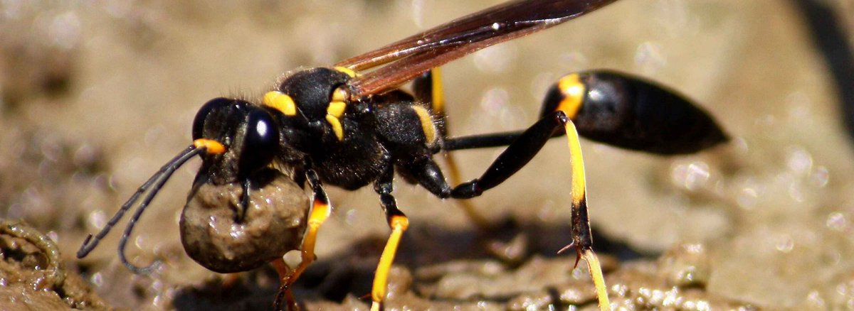 K-State entomologist Raymond Cloyd gives some tips on protecting your home from wasps. ksre-learn.com/wasps #ksre