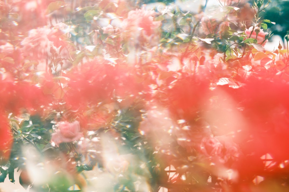 86ca86's tweet image. 透ける光、咲く花。