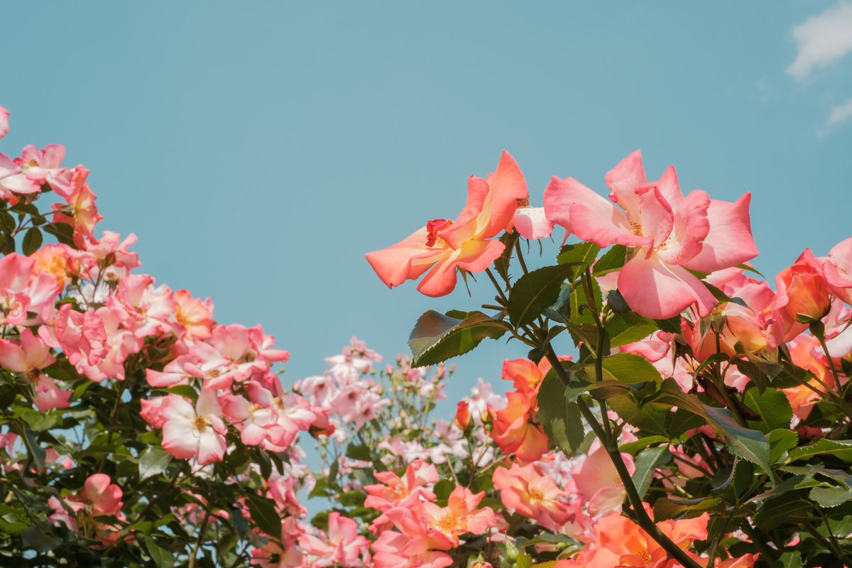 86ca86's tweet image. 透ける光、咲く花。