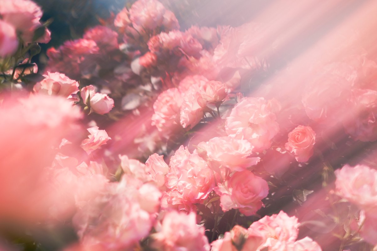 86ca86's tweet image. 透ける光、咲く花。