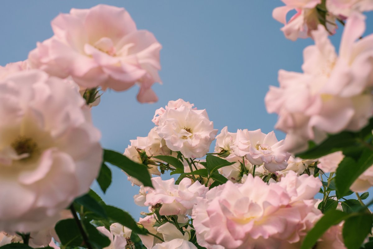 86ca86's tweet image. 透ける光、咲く花。
