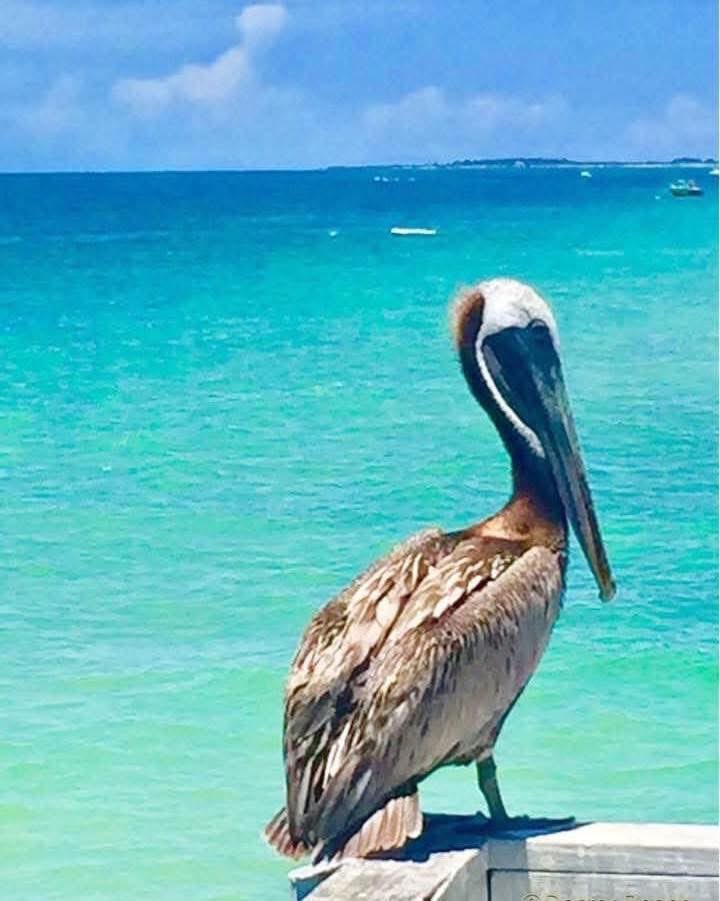 SabbyBentley's tweet image. Good morning, friends. Have a fantastic day😊☕️
Gorgeous pelican to start the day ☀️