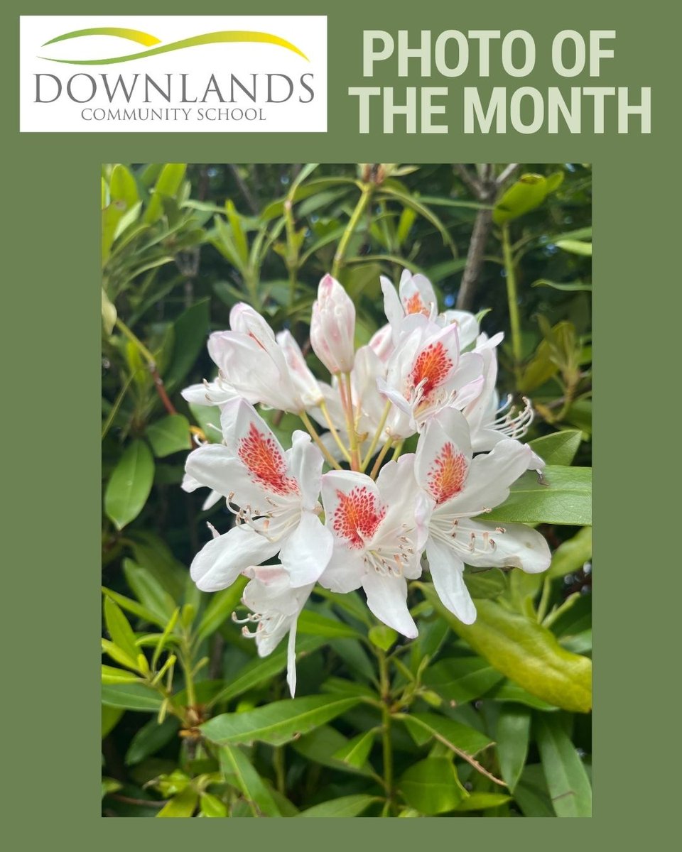 Downlandslearning tweet media