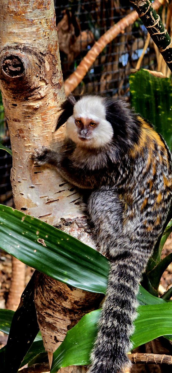 🐒 Meet Marmalade, our #GeoffroysMarmoset!

She might be tiny, but she’s full of surprises — like sharp teeth for tree sap, clawed toes for climbing &amp; a huge personality 💚

Native to Brazil’s endangered forests, she reminds us why #habitat protection matters.

#MeetTheAnimals