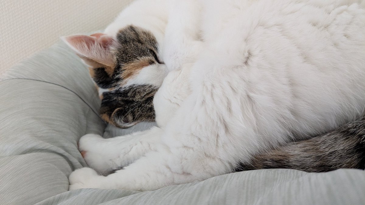moffneko2007's tweet photo. くるんと:D

#ねこかわいいね https://t.co/gSL8T5PpRJ