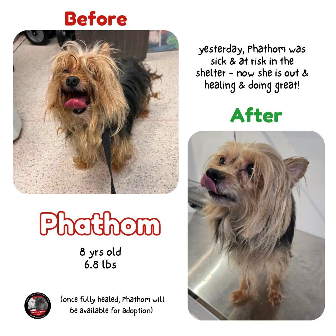 Phathom ❤️‍🩹
Yesterday: sick with pneumonia &amp; at risk at the shelter -

Today: vetted, medicated, pampered &amp; snuggled ❤️

Thanks to our foster Steve!

When ready, will be available for adoption 🎉 #amsterdog #amsterdogrescue