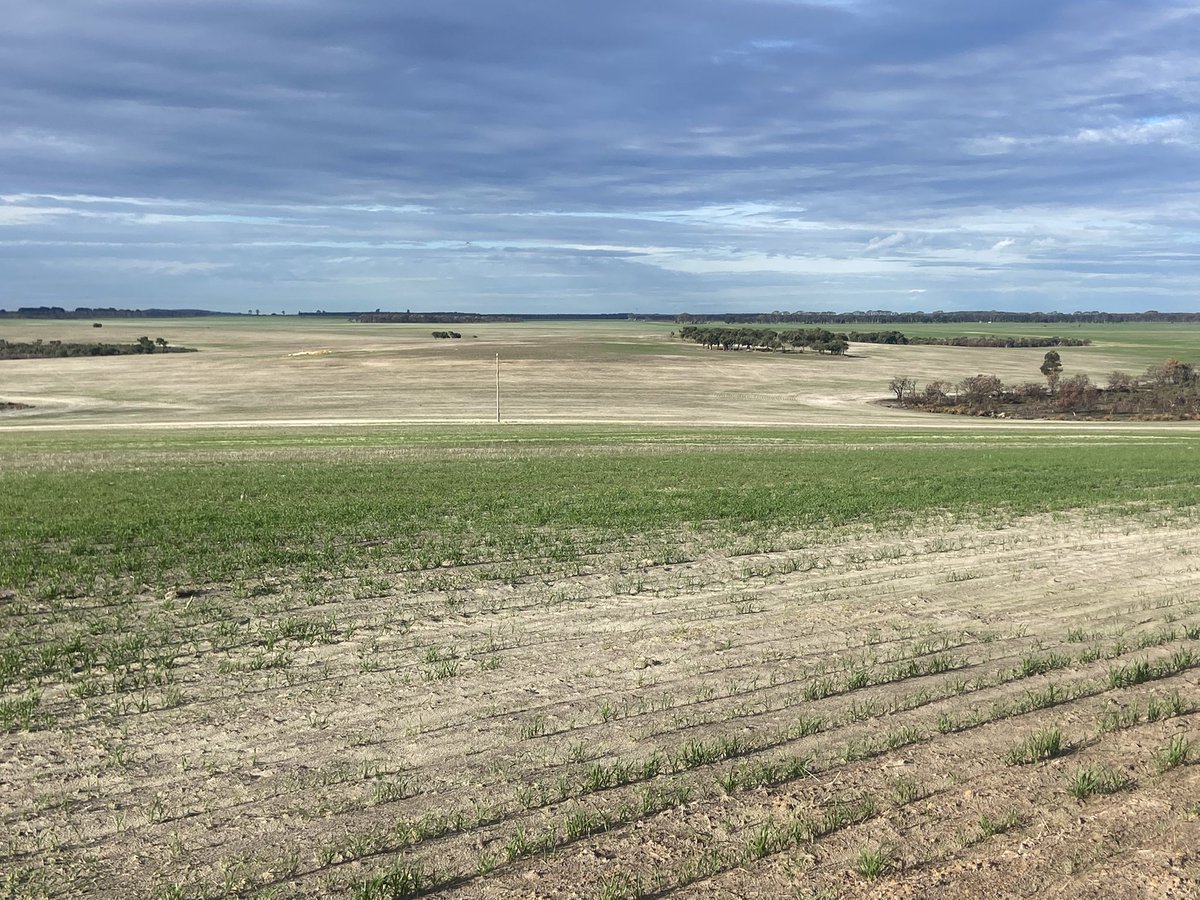 After a dry summer and 200mm GSR, this lovely sand is showing its true capability’s! Seeing real bad non wetting experience this year all! At what point is it too expensive not to clay? Given the high input costs when does leaving acres out of production become a viable option?
