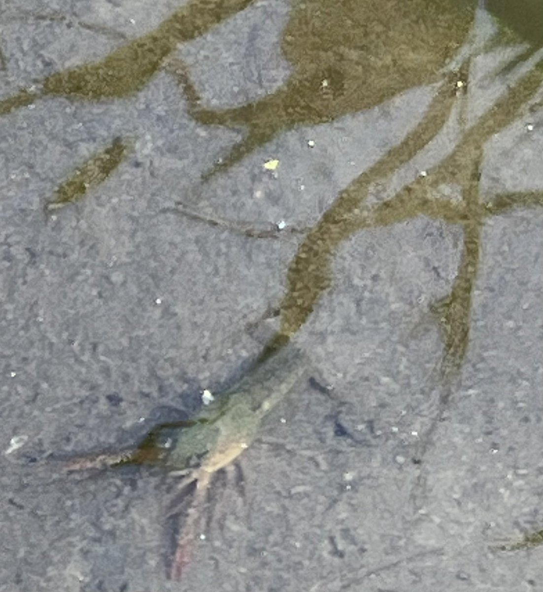 皆さん😊こんばんは🌱“
オツカレサマデス🫧

今日の散歩は✨
風が吹いて
気持ち良かったデス♪
途中でチョコラスクを食べてたら
手提げの周りにアリが💦
👜➰🐜⤴︎♪
アリさんお持ち帰りするトコでした🌱✨

✨今散歩🚶‍♀️♫✨♫