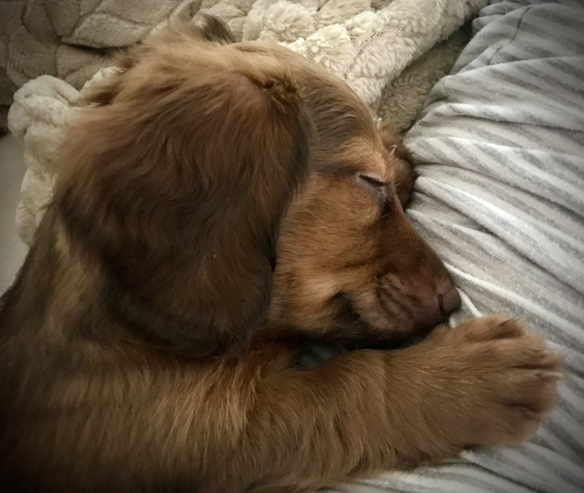 Throwback to puppy Sherman taking a nap ❤️❤️❤️