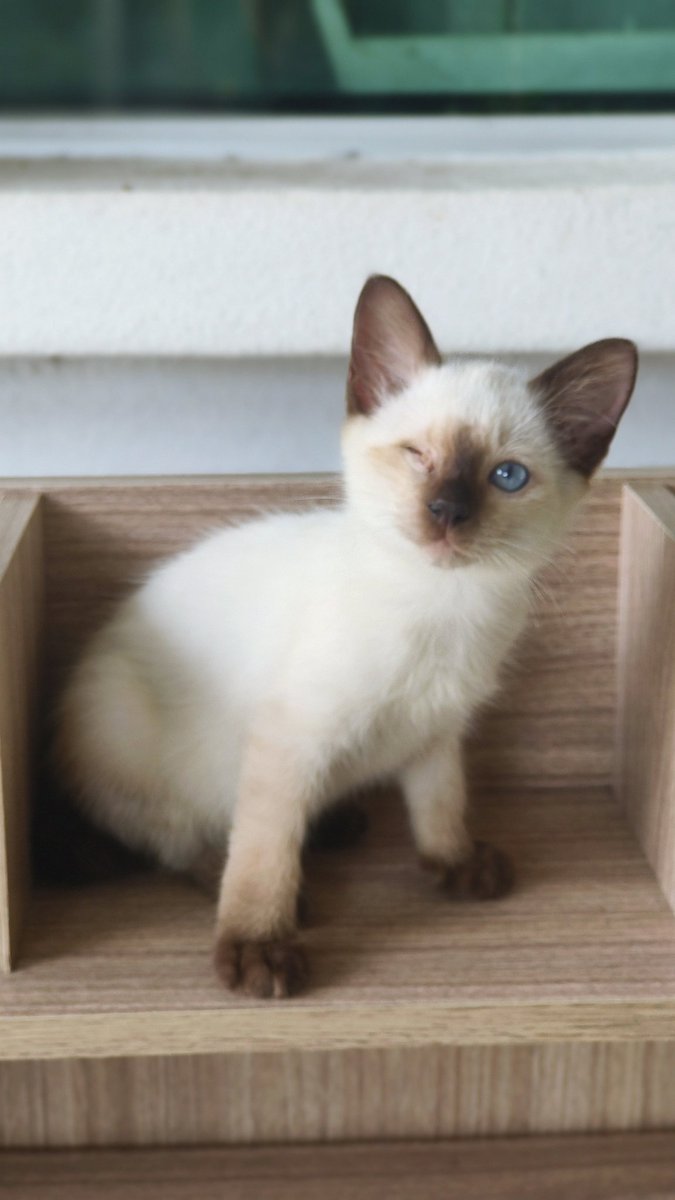 erazfadli's tweet photo. Kucing yang special https://t.co/xTLD19ksrI