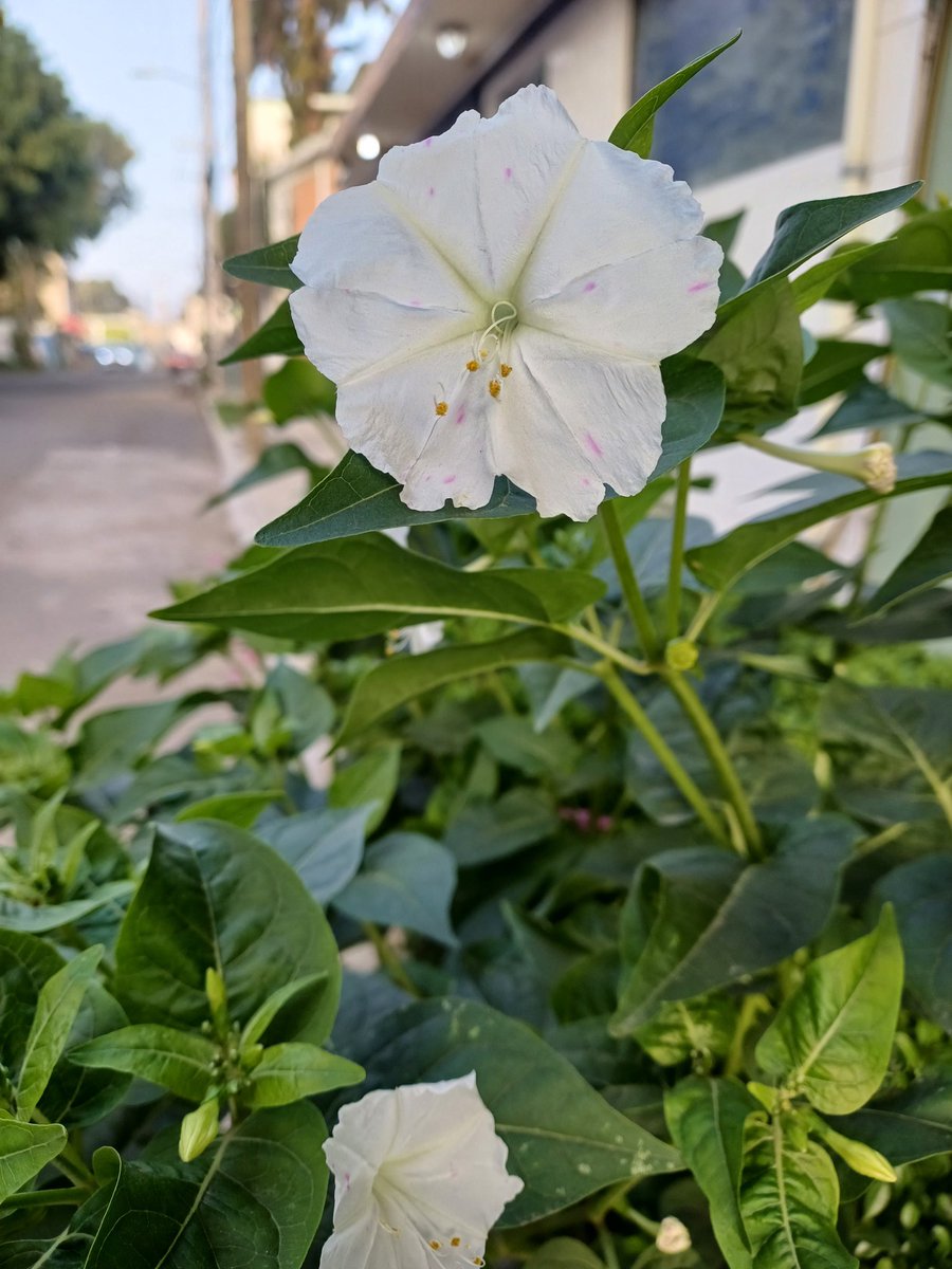 ¡Buenos días!
#FloresEnElCamino