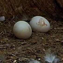 It's looking like a pip 👀 Gylfie's eggs are starting to hatch
Watch LIVE here: robertefuller.com/pages/live-fro…