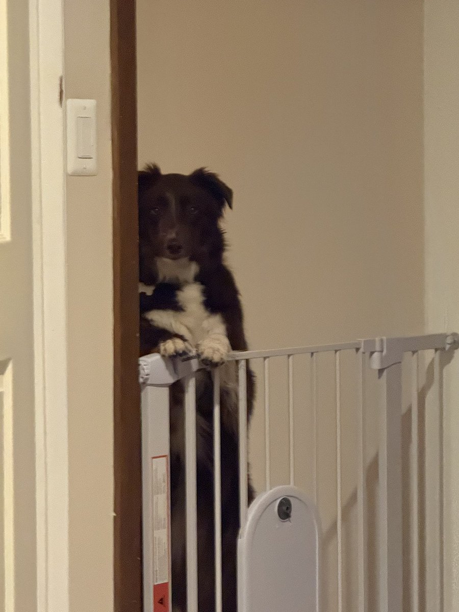 Hey, what are you doing? You should take me for a walk!

#dogs #pets #bordercollie