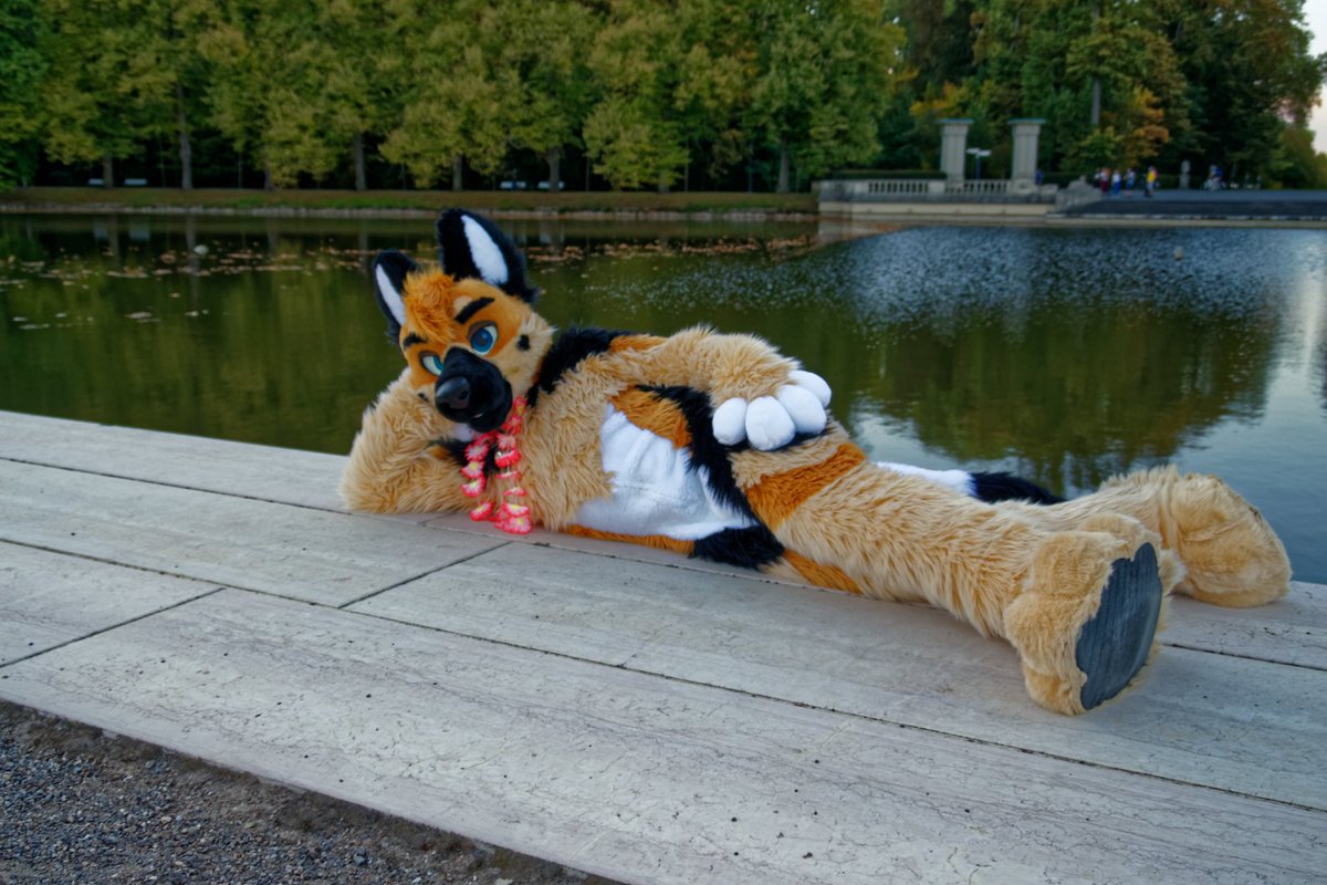 Himaru_Shepherd's tweet image. Wanna take a swim:3
#FursuitFriday
πΈ@Tanor42