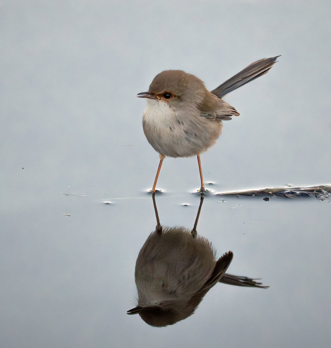 ThingsCanberra's tweet image. Superb fairywren - Jerrabomberra Wetlands