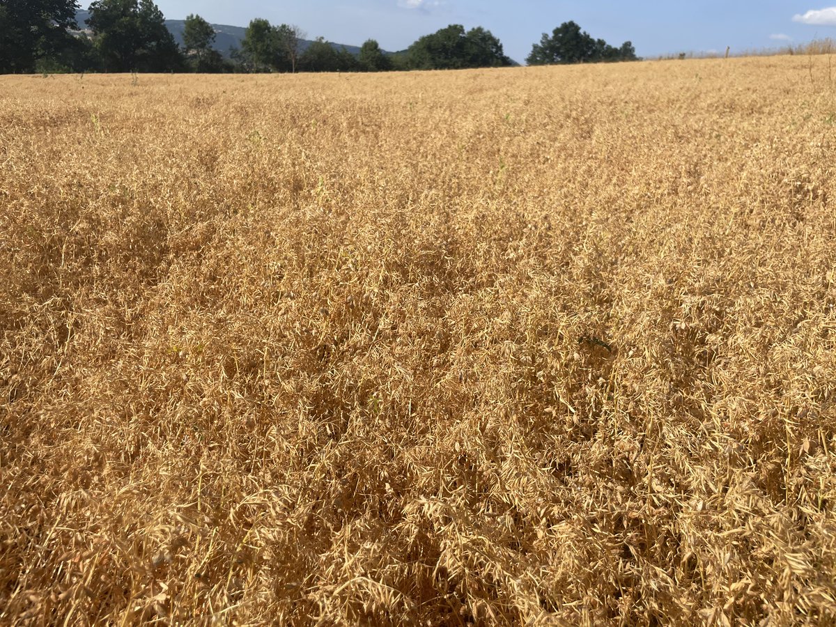 R_Hugon_43's tweet image. C’est parti pour les moissons #LentillesVertesDuPuy
#Lentille #HauteLoire #Auvergne #SabarotAgriculture