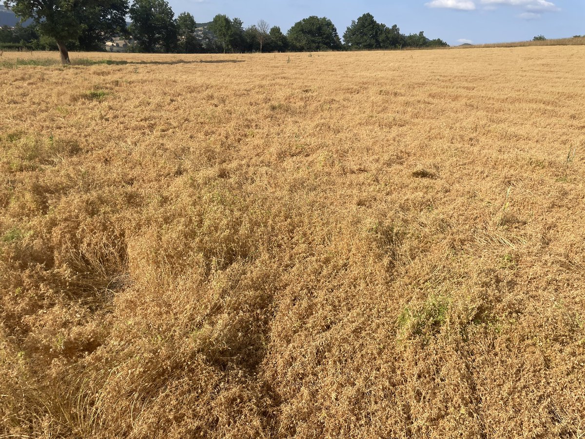 R_Hugon_43's tweet image. C’est parti pour les moissons #LentillesVertesDuPuy
#Lentille #HauteLoire #Auvergne #SabarotAgriculture