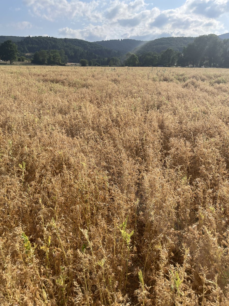 R_Hugon_43's tweet image. C’est parti pour les moissons #LentillesVertesDuPuy
#Lentille #HauteLoire #Auvergne #SabarotAgriculture