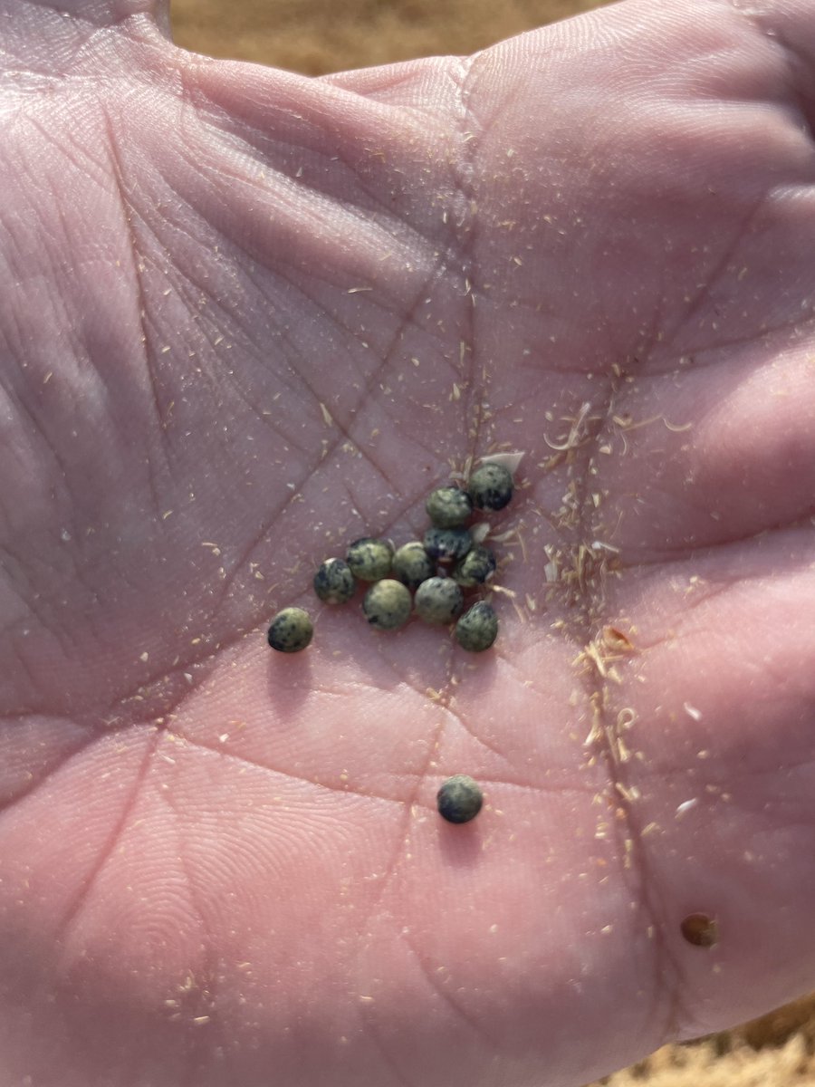 R_Hugon_43's tweet image. C’est parti pour les moissons #LentillesVertesDuPuy
#Lentille #HauteLoire #Auvergne #SabarotAgriculture