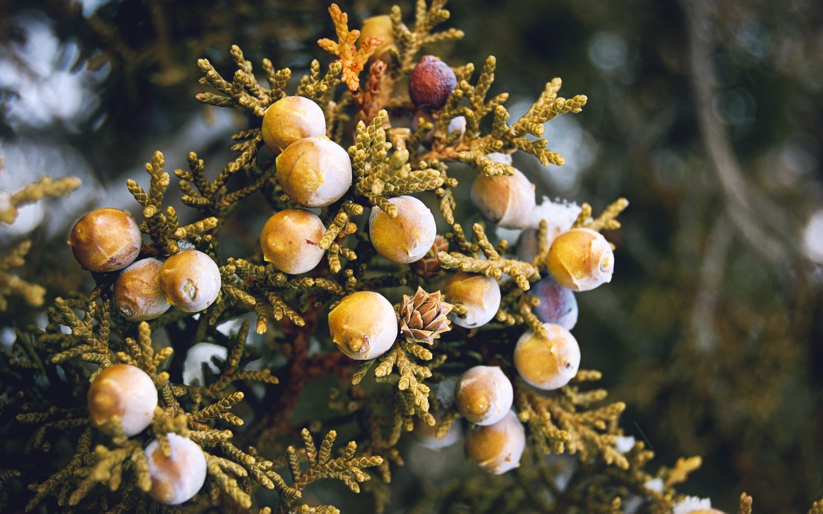 PrestonPhotog's tweet image. Throwback Thursday. Frost covered juniper tree from back in February 2009.
馃摲Nikon D40 #nikoncreators