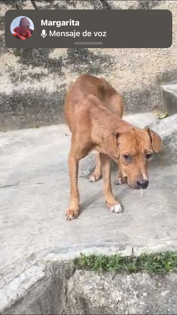 JcSabal's tweet photo. @infinitoanimal2 Máxima difusión. Urgente este perrito necesita asistencia y un temporal está muy delicado y enfermo por mecedores quebrada catuche. No lo abandonemos. Se ofrece transporte. 0412 7304730 https://t.co/QbRfni0cYS