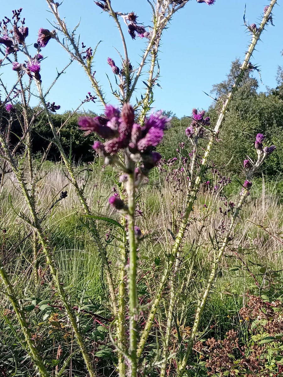 Prynhawn da pawb 
At our Ynysdawela Nature Reserve this evening, stunningly beautiful
Hard to see but a sunny patch of Enchanters Nightshade and a great show of Marsh Thistle