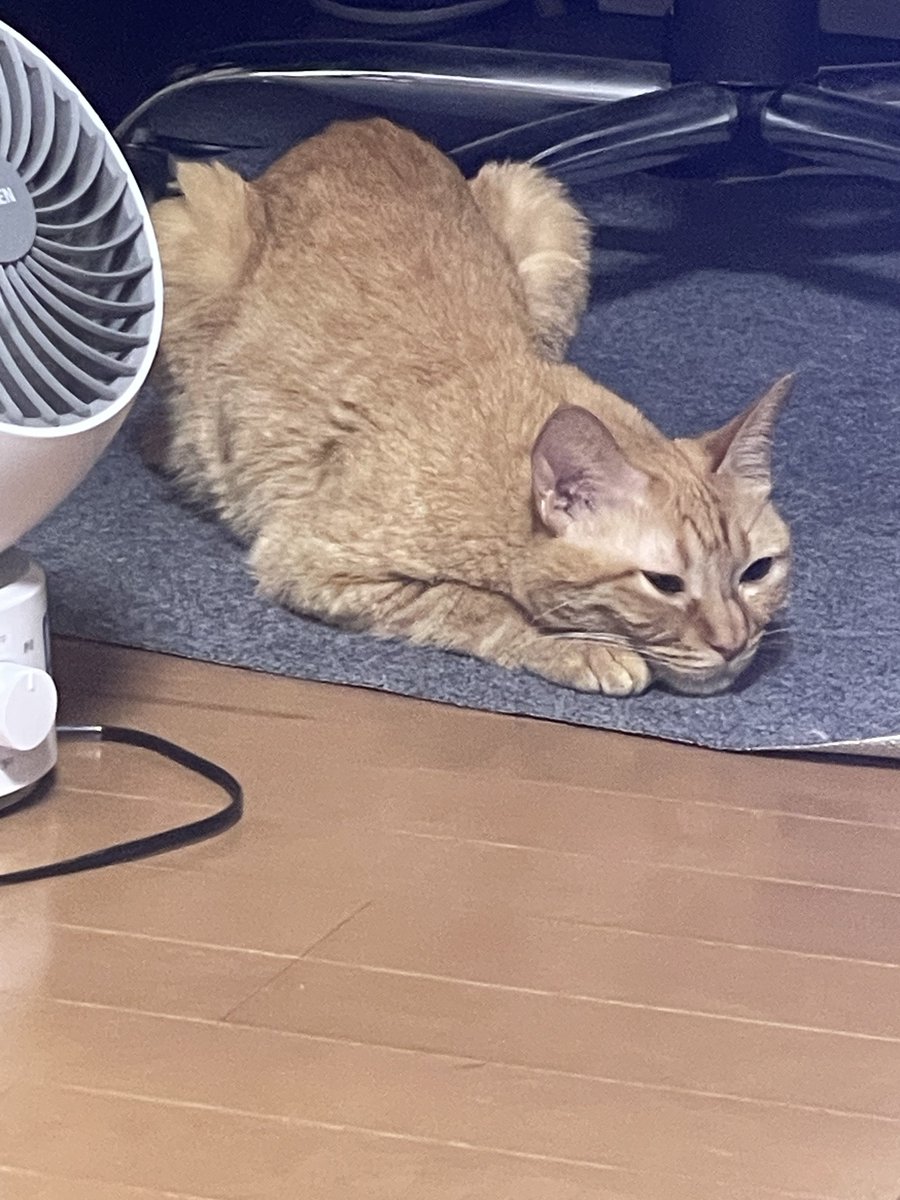 オギノ (@giwono0708) on Twitter photo 