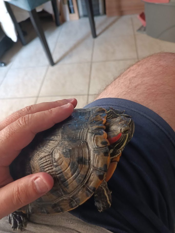 uther_hs's tweet image. #challenge_κατοικιδιο ο δεινοσαυρακος μου