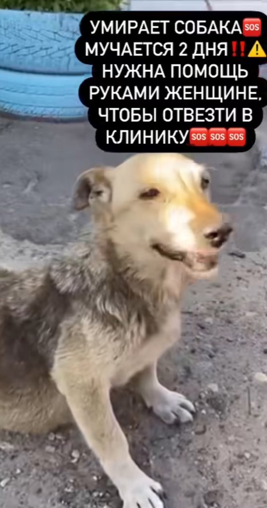 lilisosoon's tweet photo. я реву от этой истории, хоть и не знала эту собаку.
маленькая крошка задыхалась, её рвало от еды и воды, но ей никто не помогал несколько дней, а когда приехали, она уже умерла.

как блять успокоиться? мы её подвели, я чувствую себя такой виноватой блять это пиздец https://t.co/M2yEM2JLTS
