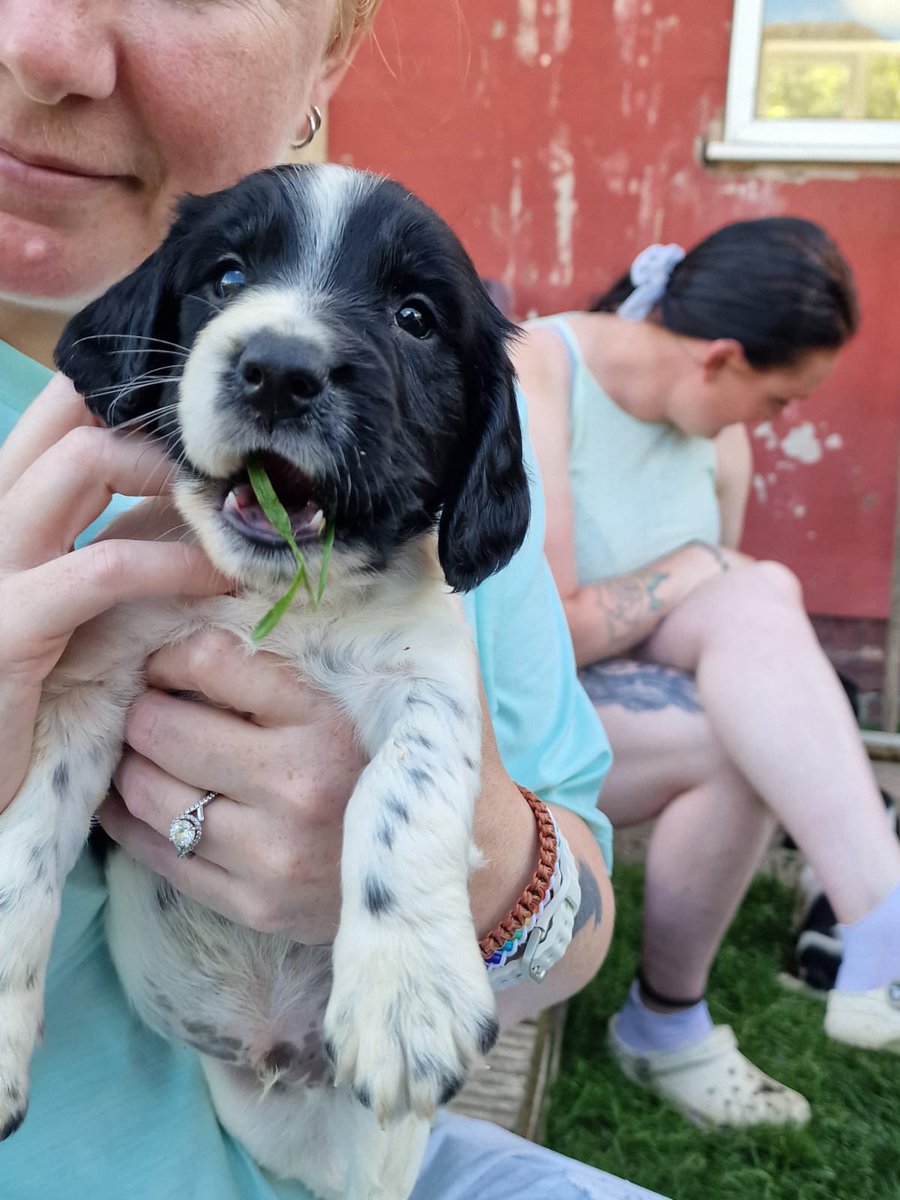 Meet MJ our new puppy we go and pick him up on the 11th!!! #dogs