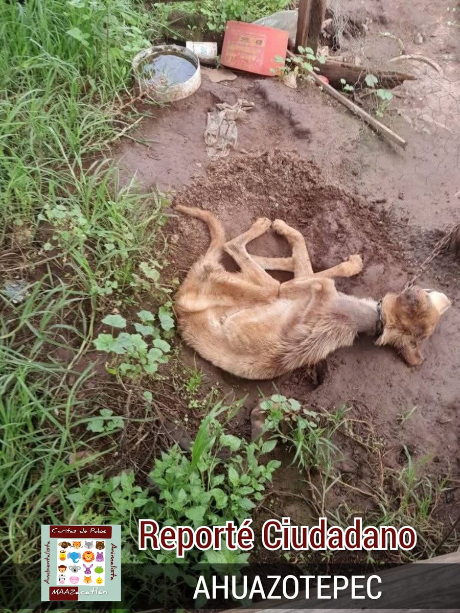 Urge intervención del <a href="/IBAGobPue/">Instituto de Bienestar Animal PUE</a> este perrito esta a nada de morir en la comunidad de Ahuazotepec cercano a Zacatlan, ya le mandaron toda la información mis compañeras de carita de Pelos con números telefónicos, ubicación, responsables, el encargado de la comunidad