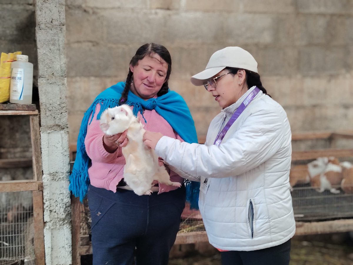 Agricultura_CZ6's tweet photo. #Azuay| Con el objetivo de mejorar los sistemas productivos locales, brindamos asistencia técnica pecuaria y agrícola para la crianza de cuyes 🐹 y manejo integral de huertos 🥬, en la Comunidad Chocar de la parroquia Delegsol, cantón Chordeleg.

#ElNuevoEcuador https://t.co/6f8uvimtWh