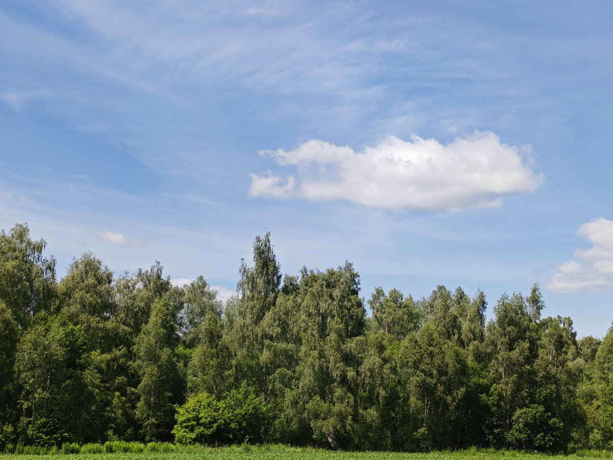 🌿 Лето, лес и тишина... Только шелест листьев, пение птиц и корзинка,  которая потихоньку наполняется грибами. А какой ваш любимый запах леса?  ☀️🍄