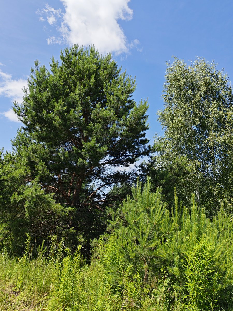 AS_K74's tweet photo. 🌿 Лето, лес и тишина... Только шелест листьев, пение птиц и корзинка,  которая потихоньку наполняется грибами. А какой ваш любимый запах леса?  ☀️🍄 https://t.co/xZTQEqiIQX