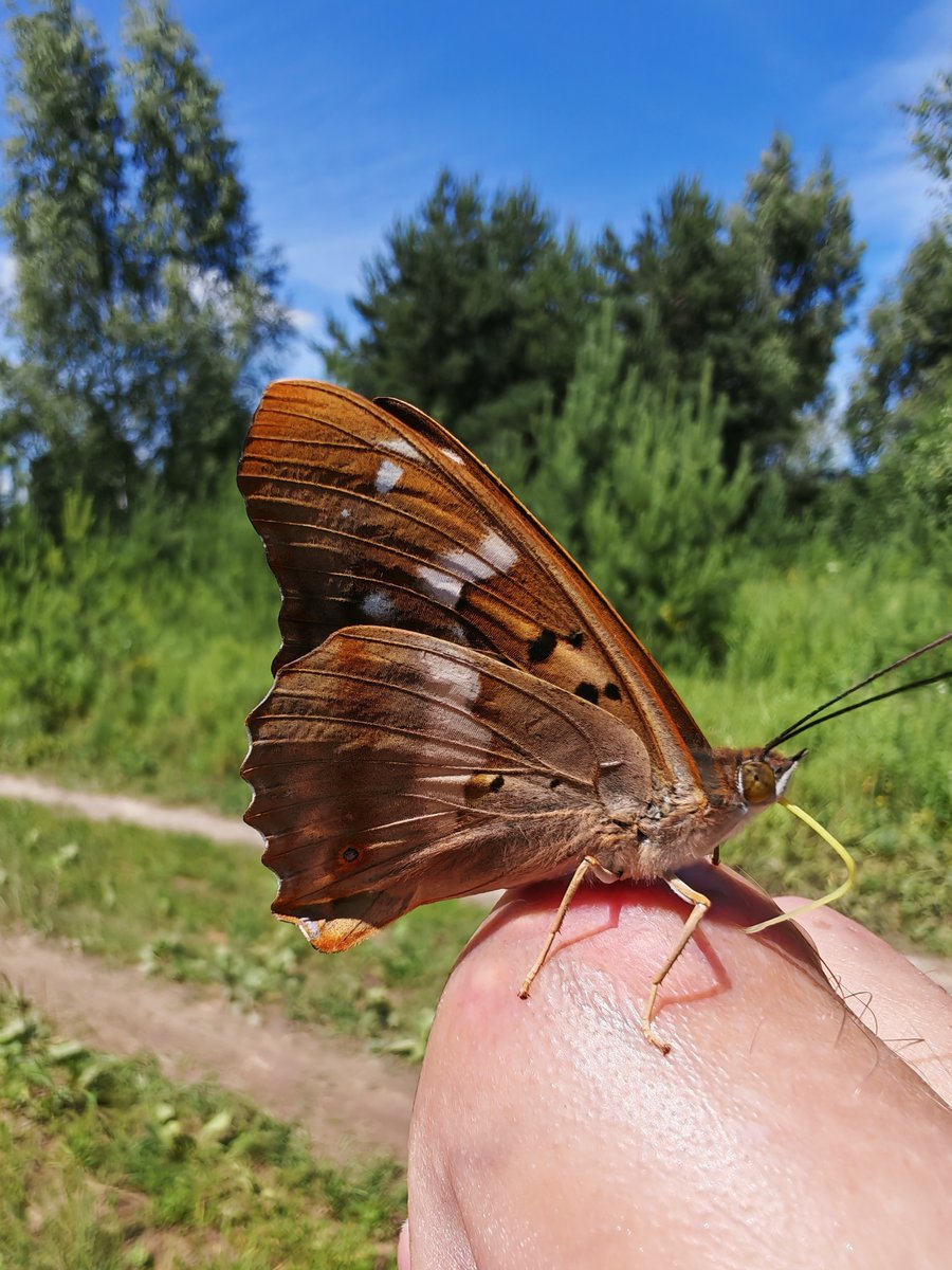 AS_K74's tweet photo. Ромашки, как маленькие солнышки, лес, хранящий прохладу, и этот сладкий запах лета... Хочется, чтобы оно длилось вечно. 🌼✨
🦋 Бабочки на ладони — как ожившие лепестки ромашек — стоит только протянуть руку...
#ЛетняяМагия #Ромашки #РучныеБабочки #СолнечныйДень #Лето2025 https://t.co/dlu5vw2ohR