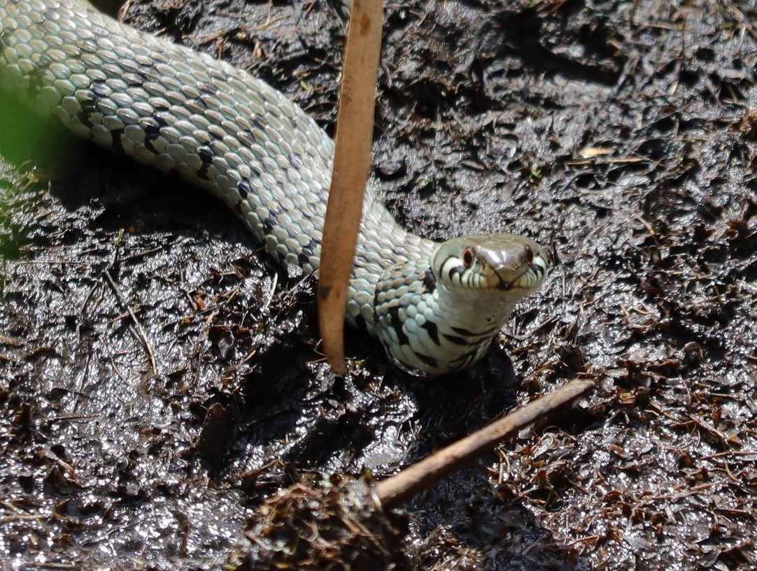 Purple Hairstreak Butterflies and a Grass Snake at The Lodge (RSPB), Sandy today. <a href="/Natures_Voice/">RSPB</a> <a href="/NatureUK/">NatureUK</a> <a href="/Britnatureguide/">The British Nature Guide</a> #NaturePhotography