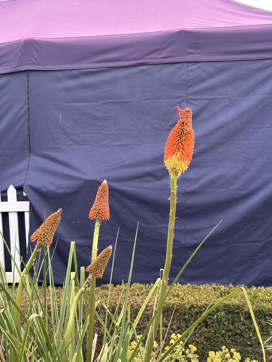 💚 Tony O’Hussein. tweet media