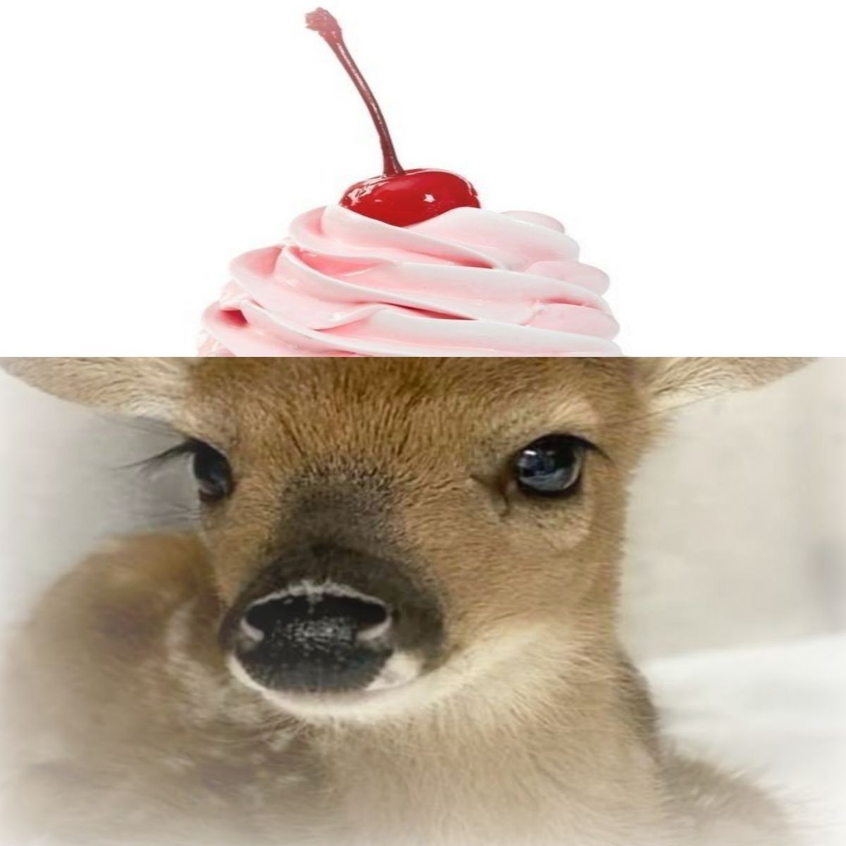 out of context deer (@contextdeers) on Twitter photo 