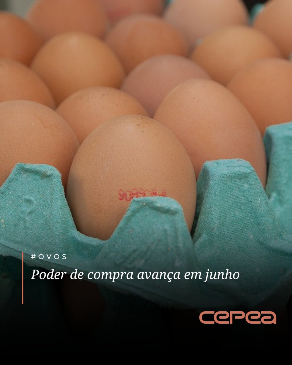 #OVOS – O poder de compra do avicultor paulista avançou frente aos principais insumos consumidos na atividade, milho e farelo de soja, em junho, apontam levantamentos do Cepea.

Segundo o Centro de Pesquisas, apesar da queda nos preços dos ovos, as cotações do cereal e do