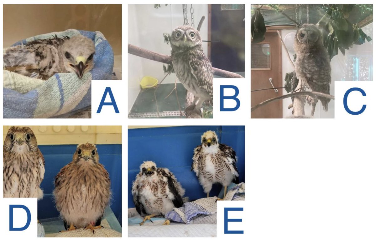 FollyWildlife's tweet image. We are almost there with bird of prey bingo.
Can anyone tell what species these ones are? (They’re all species found in the wild in the UK)