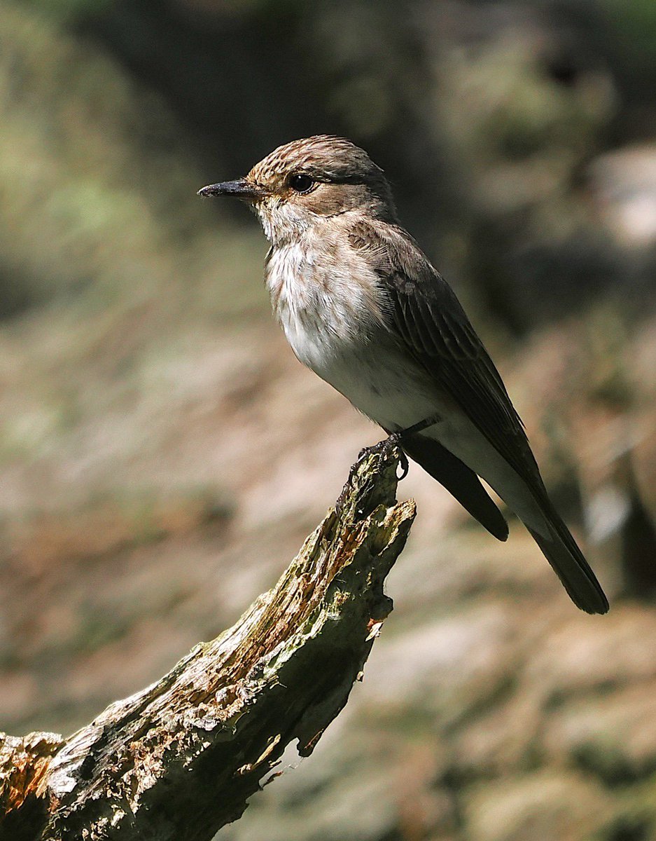 Spotted Flycatcher with young in North Suffolk today, photos by my brother Barry