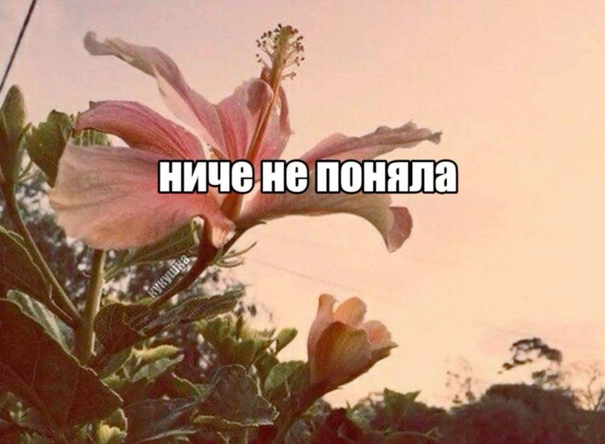 аконитовое зелье tweet media
