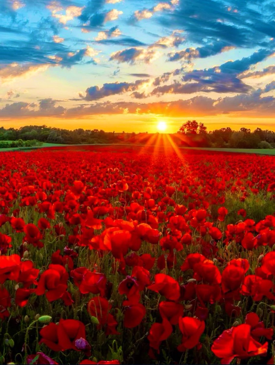 لا أريد بديلاً عنه سأحبه حاضراً أو غائباً ..؛ 
أفكر فيه لبضع ثوان ..؛
 فتغدو حياتي حديقة ورد ..❤️