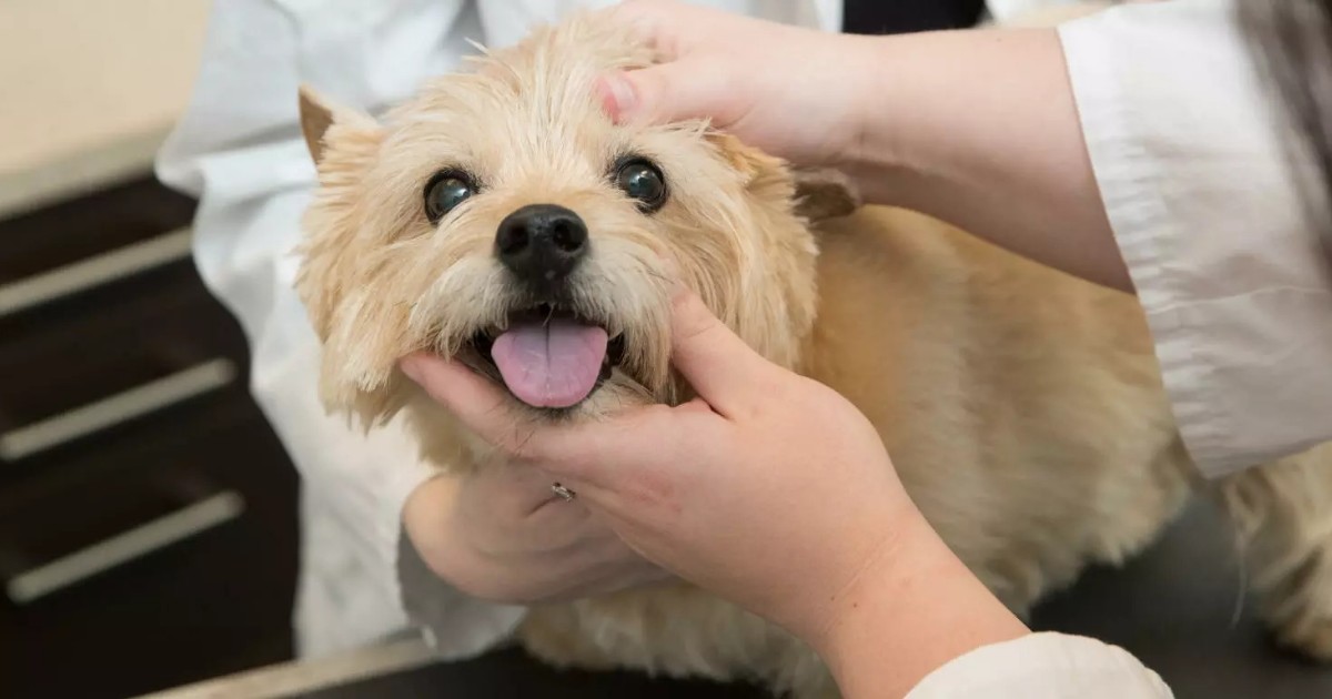 U Calgary (@ucalgary) on Twitter photo Dr. Katherine Sparkman, one of #UCalgary’s first veterinary medicine graduates, tells us eight things your pet wishes you knew bit.ly/3GdgUtc <a href="/ucalgaryalumni/">UCalgary Alumni</a> Dr. Katherine Sparkman, one of #UCalgary’s first veterinary medicine graduates, tells us eight things your pet wishes you knew bit.ly/3GdgUtc <a href="/ucalgaryalumni/">UCalgary Alumni</a>